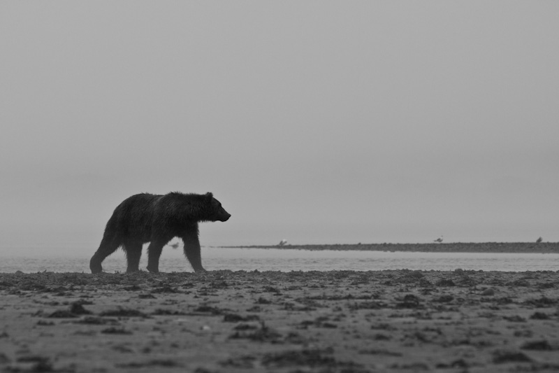 Grizzly Bear In Rain